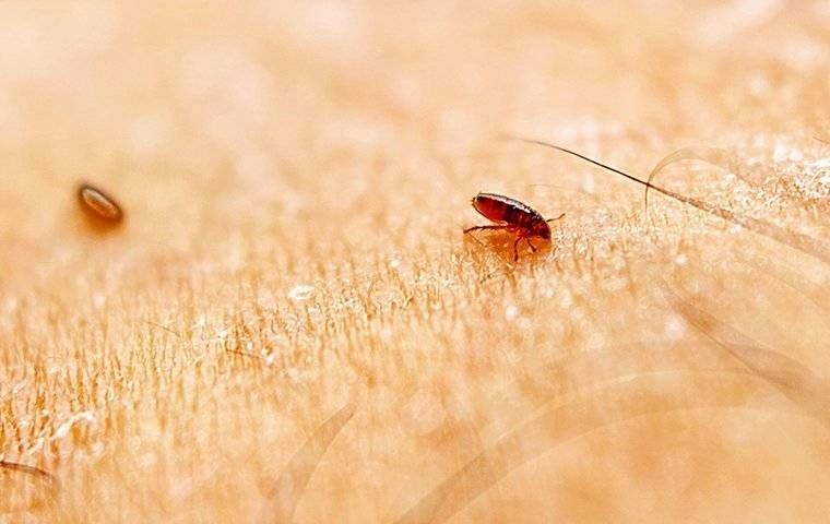 Fleas attached to human skin